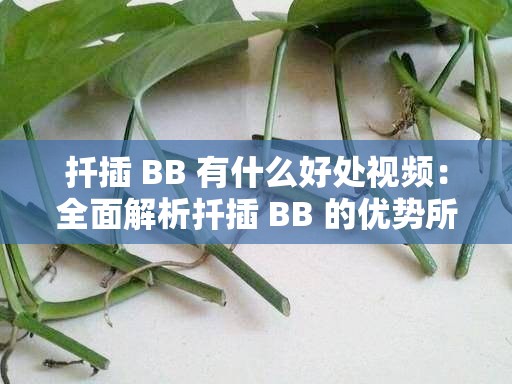 扦插 BB 有什么好处视频：全面解析扦插 BB 的优势所在