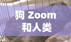 狗 Zoom 和人类 Zoom 哪个好：这是一个值得深入探讨的问题