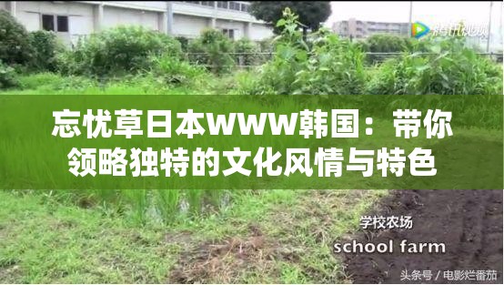 忘忧草日本WWW韩国：带你领略独特的文化风情与特色