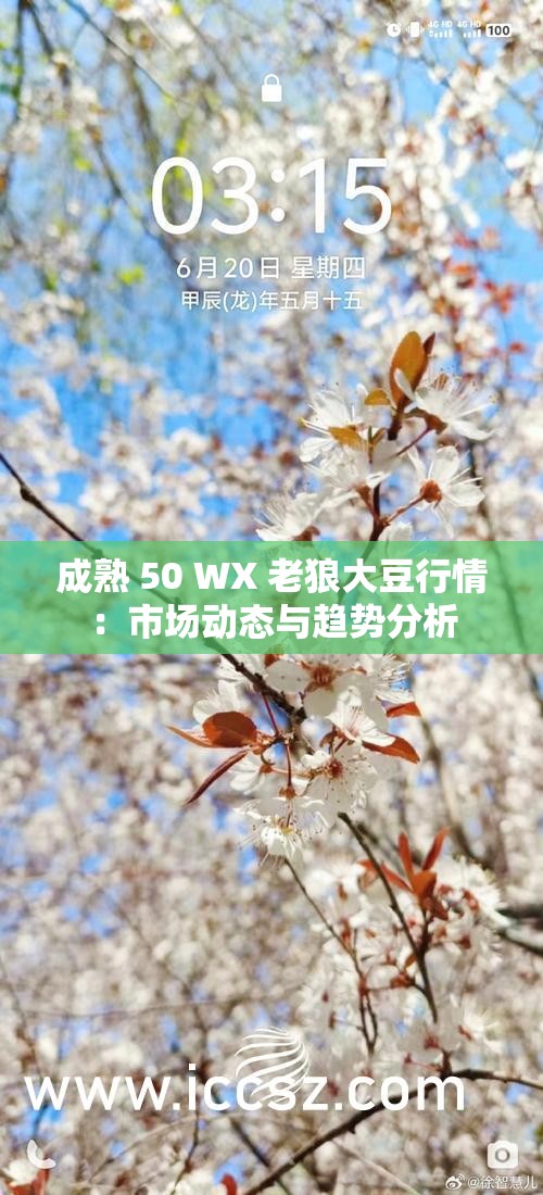 成熟 50 WX 老狼大豆行情：市场动态与趋势分析