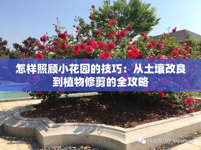 怎样照顾小花园的技巧：从土壤改良到植物修剪的全攻略