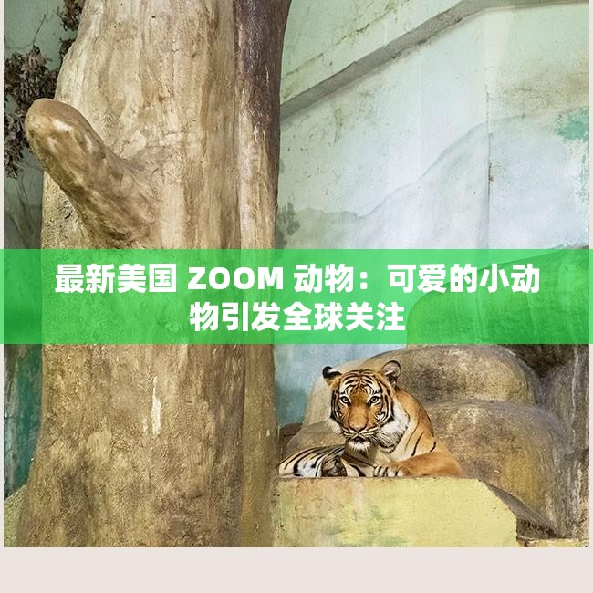 最新美国 ZOOM 动物：可爱的小动物引发全球关注