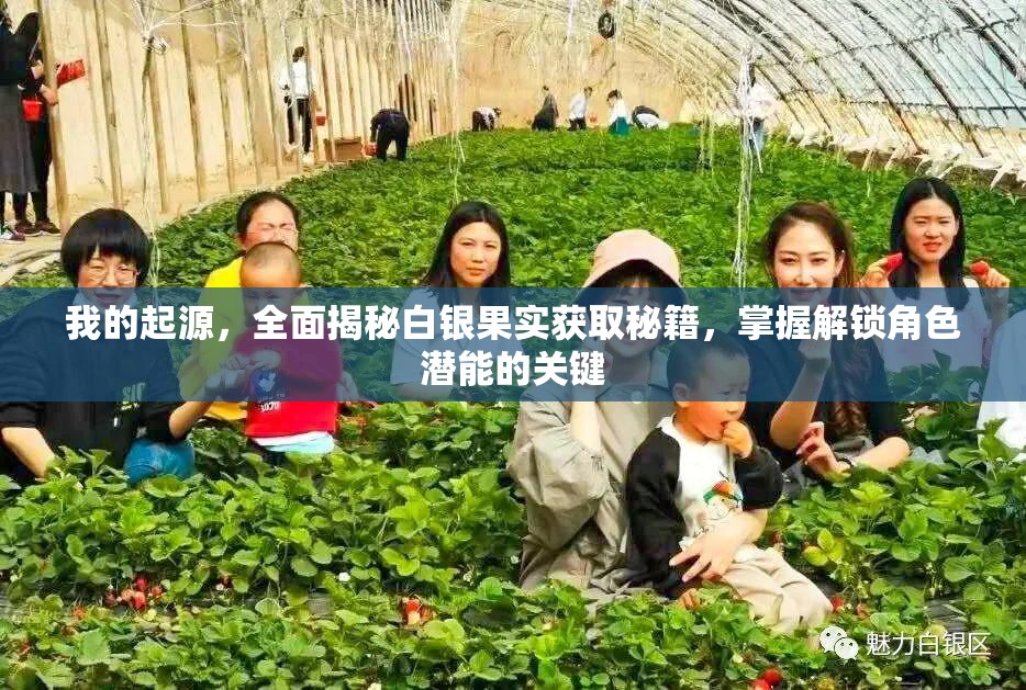 我的起源，全面揭秘白银果实获取秘籍，掌握解锁角色潜能的关键