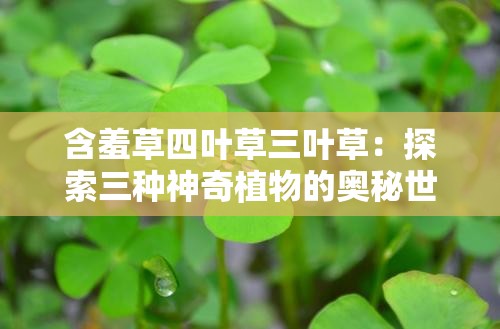 含羞草四叶草三叶草：探索三种神奇植物的奥秘世界