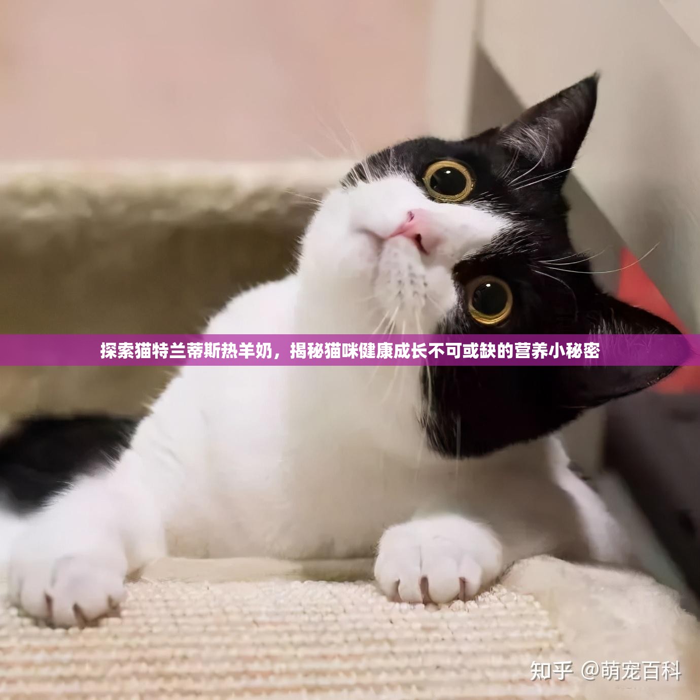 探索猫特兰蒂斯热羊奶，揭秘猫咪健康成长不可或缺的营养小秘密