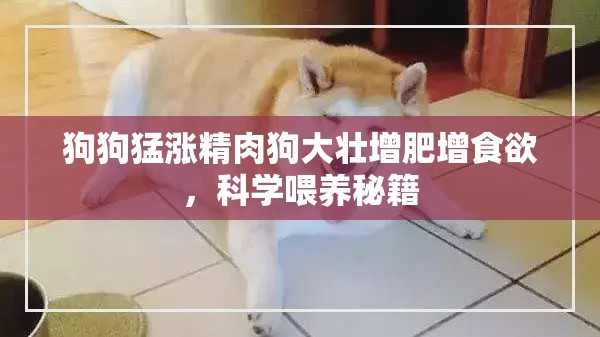 狗狗猛涨精肉狗大壮增肥增食欲，科学喂养秘籍