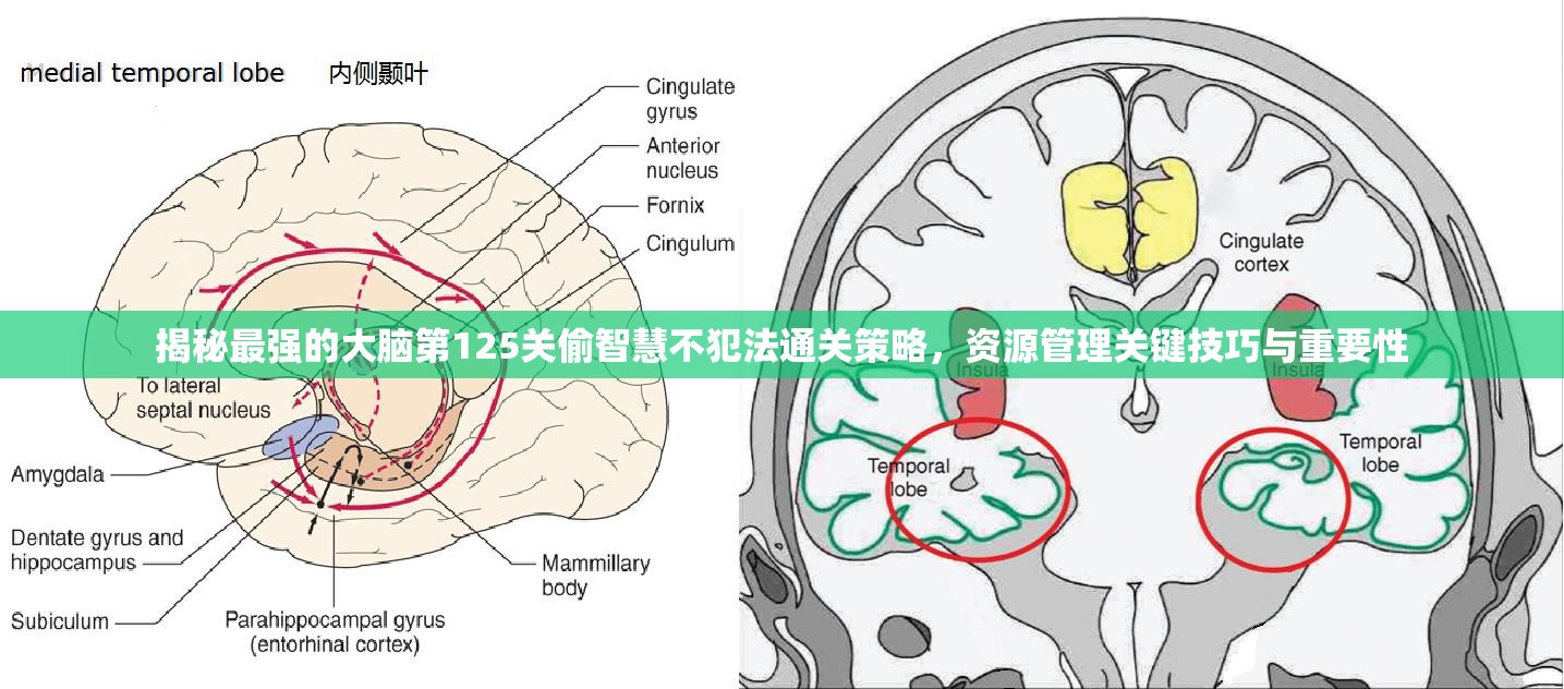 揭秘最强的大脑第125关偷智慧不犯法通关策略，资源管理关键技巧与重要性