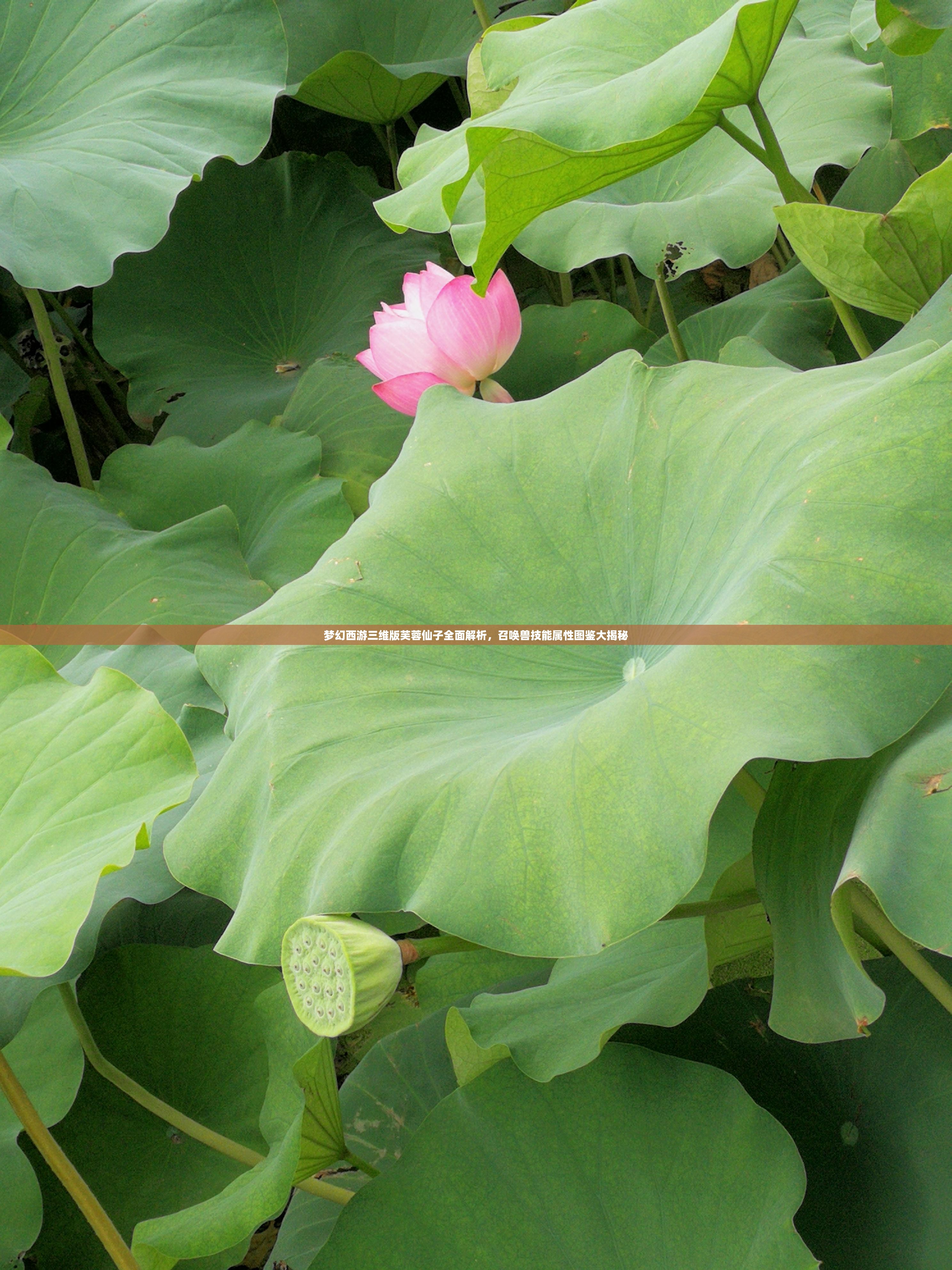 梦幻西游三维版芙蓉仙子全面解析，召唤兽技能属性图鉴大揭秘