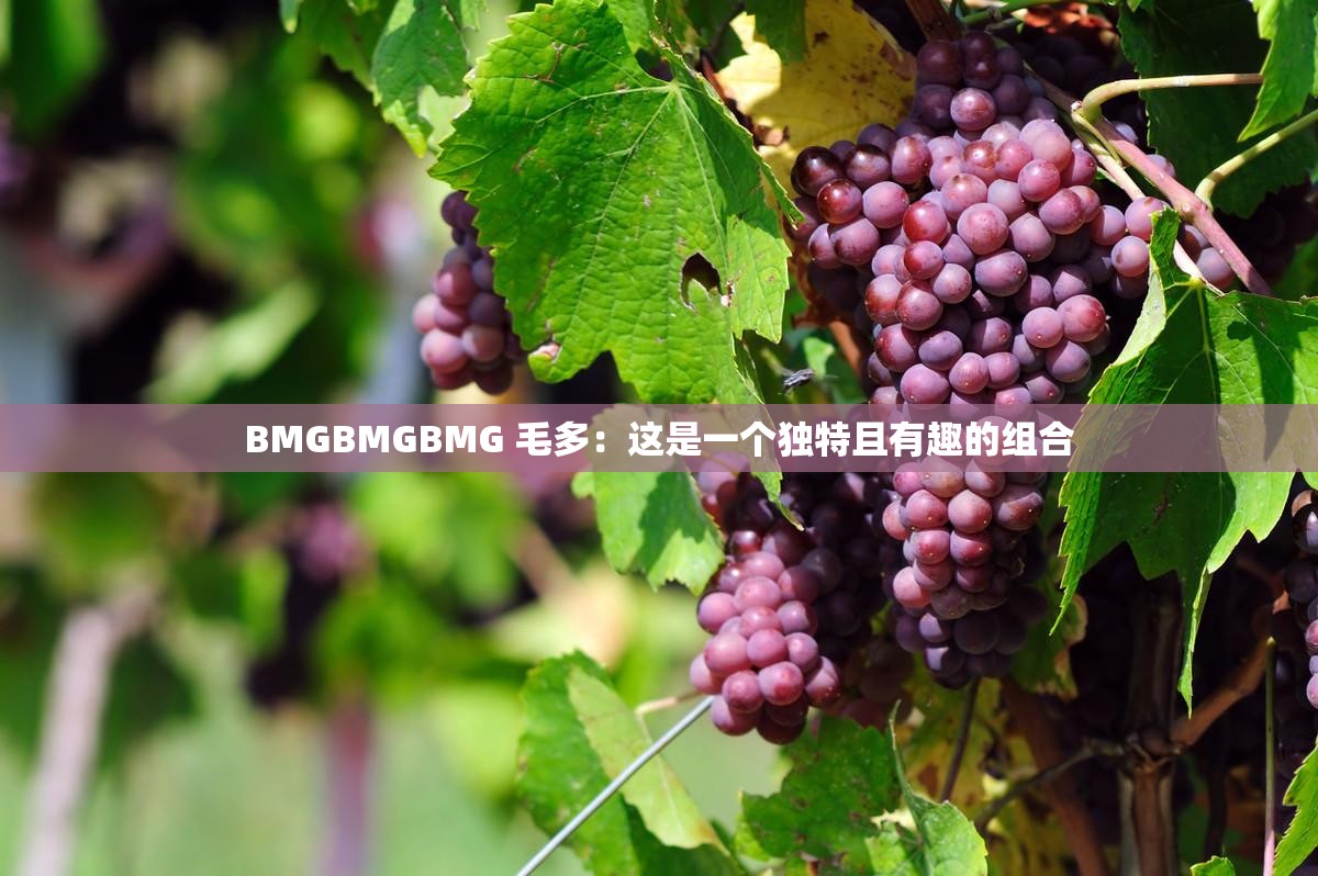 BMGBMGBMG 毛多：这是一个独特且有趣的组合