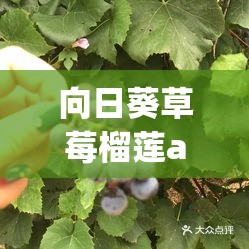 向日葵草莓榴莲app ：带来新鲜水果与娱乐体验