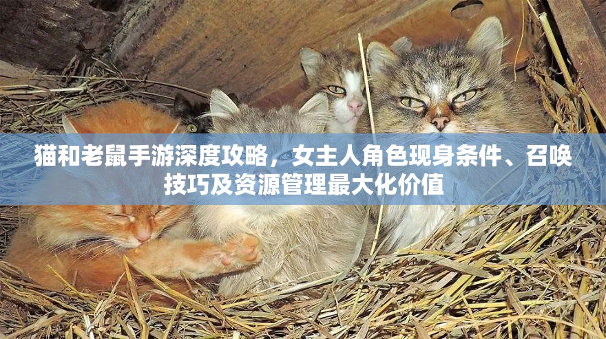 猫和老鼠手游深度攻略，女主人角色现身条件、召唤技巧及资源管理最大化价值