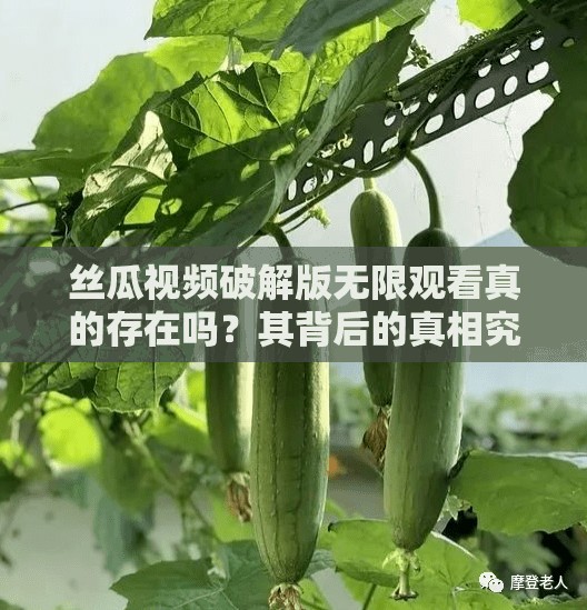 丝瓜视频破解版无限观看真的存在吗？其背后的真相究竟是什么？需要强调的是，使用破解版软件是侵权和违法的行为，可能会带来安全风险和法律问题，不建议进行尝试