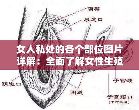 女人私处的各个部位图片详解：全面了解女性生殖器官结构与功能