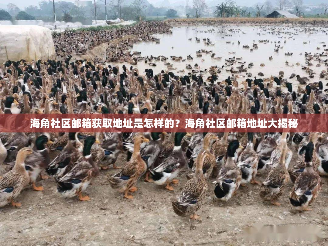 海角社区邮箱获取地址是怎样的？海角社区邮箱地址大揭秘