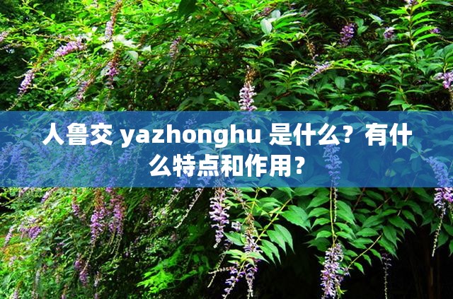 人鲁交 yazhonghu 是什么？有什么特点和作用？