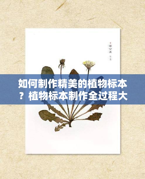 如何制作精美的植物标本？植物标本制作全过程大揭秘